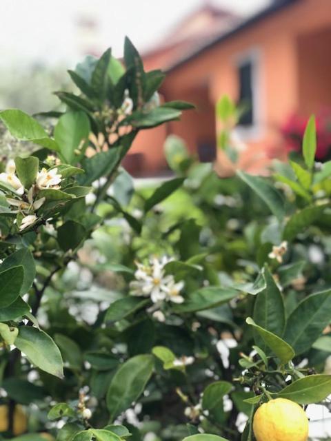 Il Giardino Delle Rose Apartment