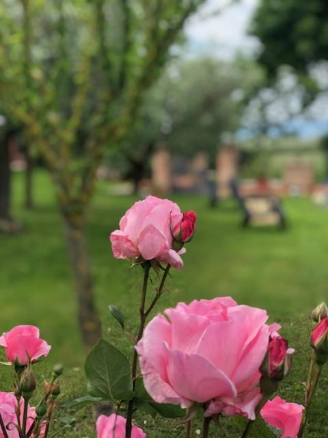 Il Giardino Delle Rose Spello
